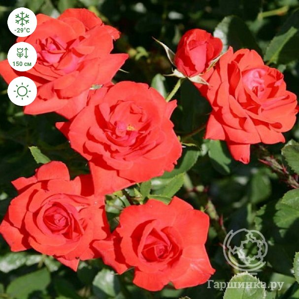 Купить Роза Кордес Бриллиант кустарниковая, Imperial Rose в питомнике. Доставка почтой
