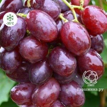 Виноград плодовый Покровский