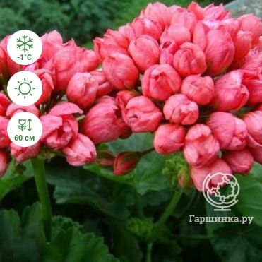Пеларгония тюльпановидная Ред Пандора