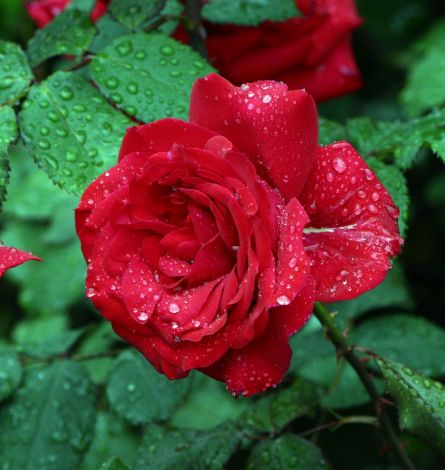 Розы устойчивые к дождю