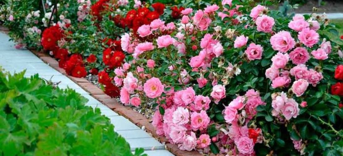 Почвопокровные розы: посадка, уход и выращивание