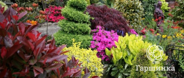 Виды и выращивание цветущих декоративных кустарников