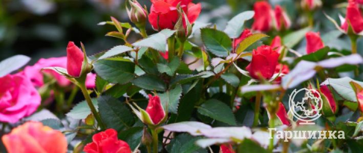 Сильные сорта роз: какие выбрать для вашего сада?