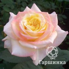 Роза Глория Дэй-4