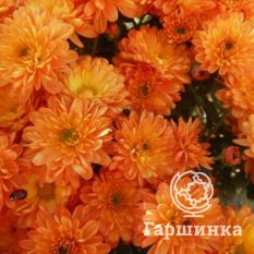 Хризантема Мультифлора Бранбич Оранж (Branbeach Orange)-4