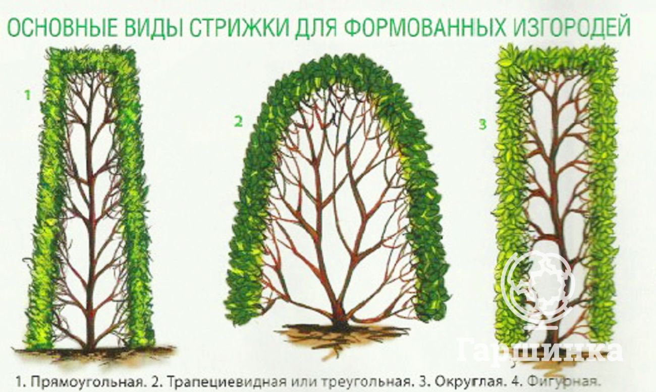 Схема посадки туи брабант для живой изгороди