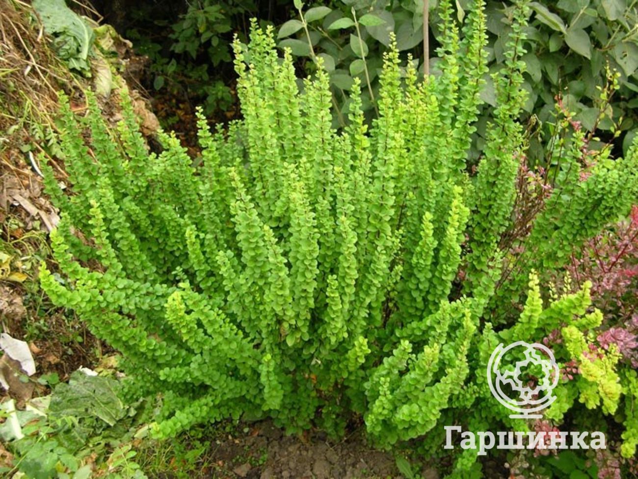 Барбарис Тунберга Эректа (Berberis thunbergii erecta)