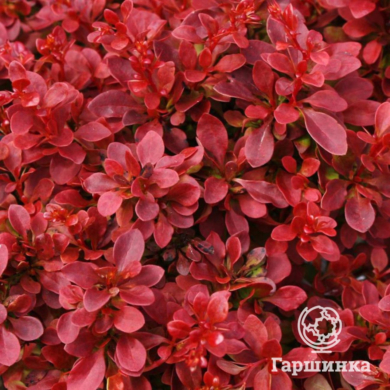 Барбарис Тунберга (Berberis thunbergii Atropurpurea)