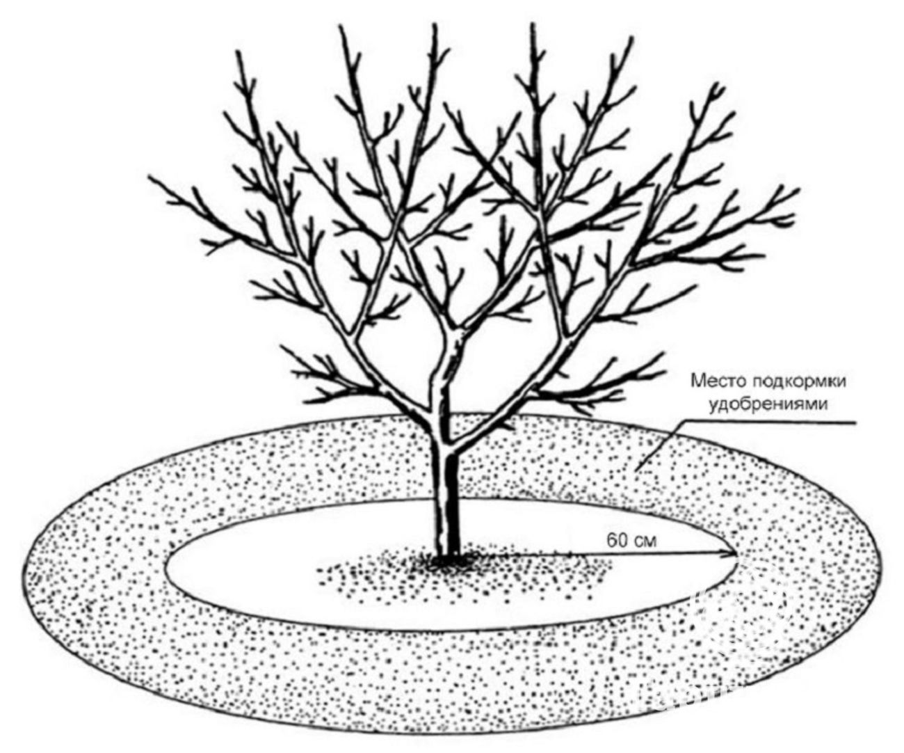 Схема приствольного круга плодовых деревьев