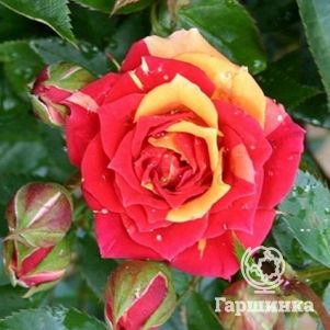 Роза Чили Клементин миниатюрная, Тантау, цвет 5 см