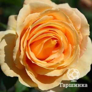 Роза Кэндллайт чайно-гибридная, Тантау, цвет 15 см - фото 1