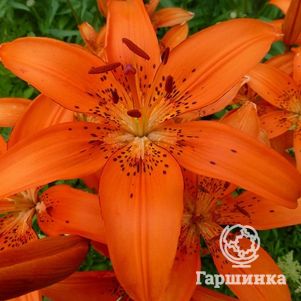 Лилия азиатская Orange Pixie