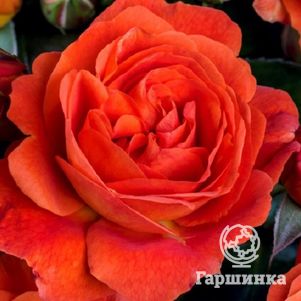 Роза Монинг Сан, Тантау, цвет 8 см - фото 1