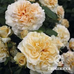 Роза Комтесса чайно-гибридная, Тантау, цвет 12 см - фото 1