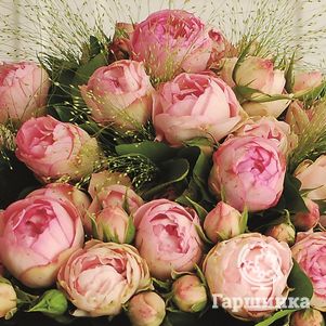 Роза Лавли Рококо, Тантау, цвет 6 см - фото 1