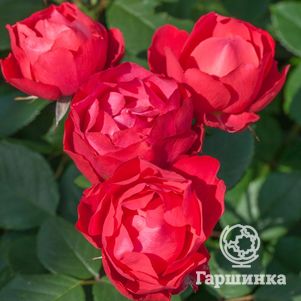Роза Черри Боника, Мейян, цвет 10 см - фото 1