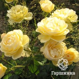Роза Джин Тирни, Гийо, цвет 8 см - фото 1