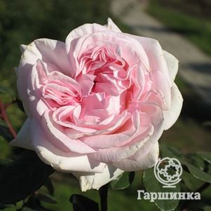 Роза Принц Жардинье/Шлосс Иппенбург, Мейян