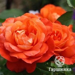 Роза Супер Трупер, Фрайер, цвет 9 см