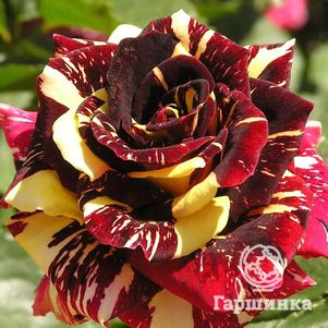Роза Хокус Покус флорибунда, Топалович, цвет 8 см - фото 1