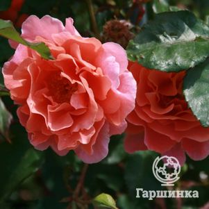 Роза Алибаба, Ворнер, цвет 12 см