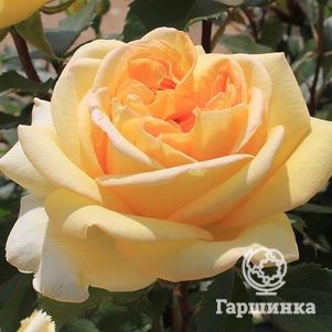 Роза Торх чайно-гибридная, цвет 12 см