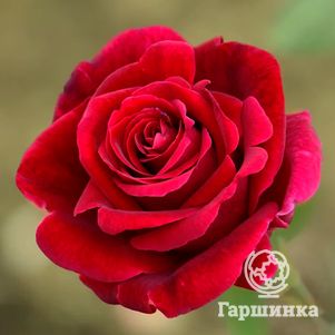 Роза Мистер Линкольн чайно-гибридная, цвет 13 см