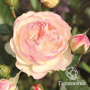 Роза Пастелла флорибунда, Топалович - фото 1