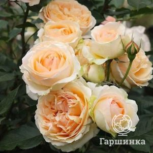 Роза Женевьева Орси флорибунда, Imperial Rose
