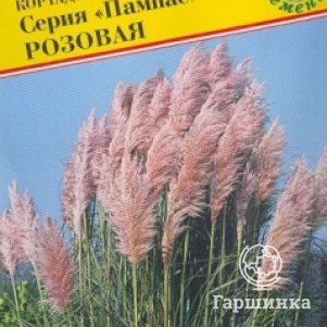 Семена Кортадерия Пампас Розовая 0,1 гр - фото 1