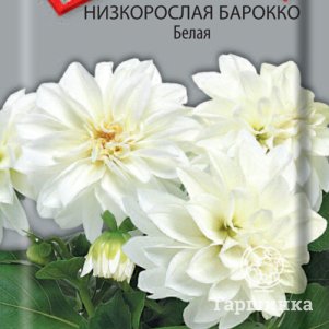 Семена Георгина низкорослая Барокко Белая 0,1