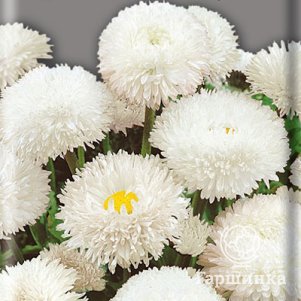 Семена Маргаритка Белый шар 0,05 - фото 1