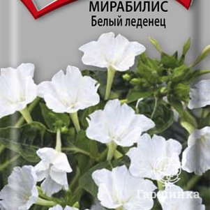 Семена Мирабилис Белый леденец 1 - фото 1