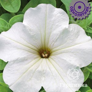 Семена Петуния крупноцветковая Танго Белая 15 - фото 1