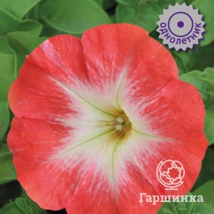 Семена Петуния крупноцветковая Танго Красная с белой горловиной 15 - фото 1