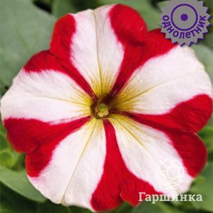 Семена Петуния крупноцветковая Танго Красная с белой звездой 15 - фото 1