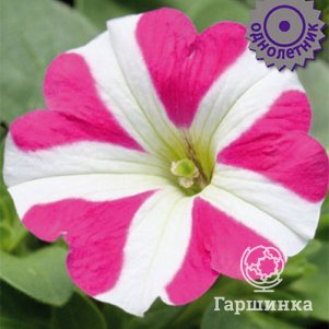 Семена Петуния крупноцветковая Танго Розовая с белой звездой 15 - фото 1