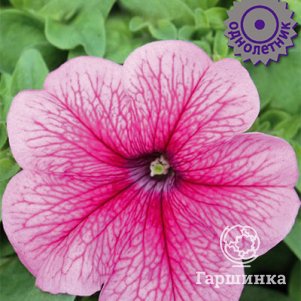 Семена Петуния крупноцветковая Танго Розовая с красными жилками 15 - фото 1