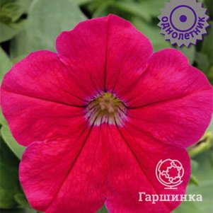 Семена Петуния крупноцветковая Танго Ярко-розовая 15 - фото 1