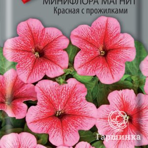 Семена Петуния минифлора Магнит Красная с прожилками 10 - фото 1