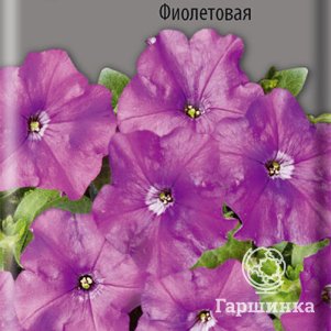 Семена Петуния минифлора Магнит Фиолетовая 10 - фото 1