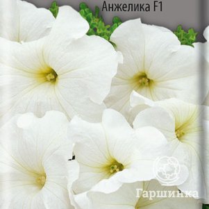 Семена Петуния многоцветковая Анжелика F1 20 - фото 1