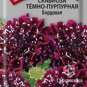 Семена Скабиоза темно-пурпурная Бордовая 0,2 - фото 1