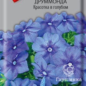 Семена Флокс друммонда Красотка в голубом 0,1 - фото 1