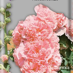 Семена Шток-роза Розовая замша 0,1 - фото 1
