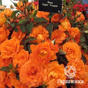 Роза Супер Трупер флорибунда, Топалович - фото 1