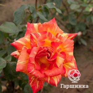 Роза Карибия чайно-гибридная, Тантау, цвет 10 см - фото 1