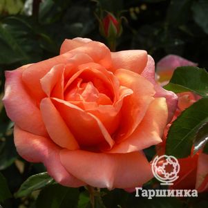 Роза Черри Брэнди чайно-гибридная, Тантау, цвет 10 см - фото 1