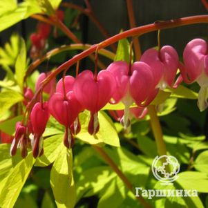 https://839328.selcdn.ru/Media/styles/product_search_feed/public/product/dicentra-gold-heart_0.jpg