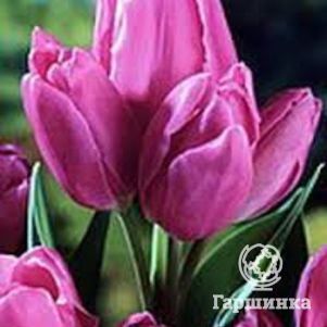 Тюльпан Пепл Букет многоцветковый 5шт. - фото 1
